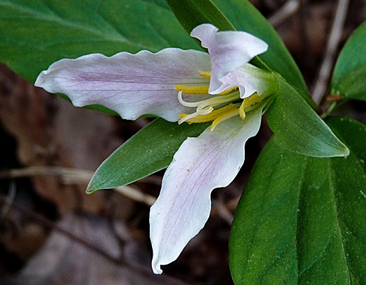 {Trillium persistens}